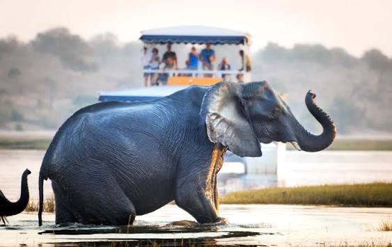 Chobe River Cruise