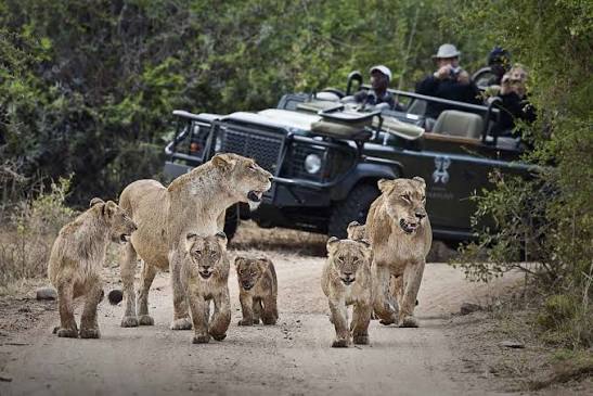 Morning Game Drive