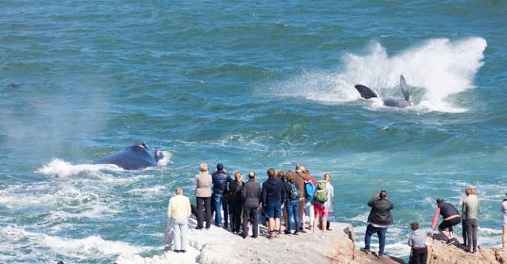 Whale Watching in Hermanus