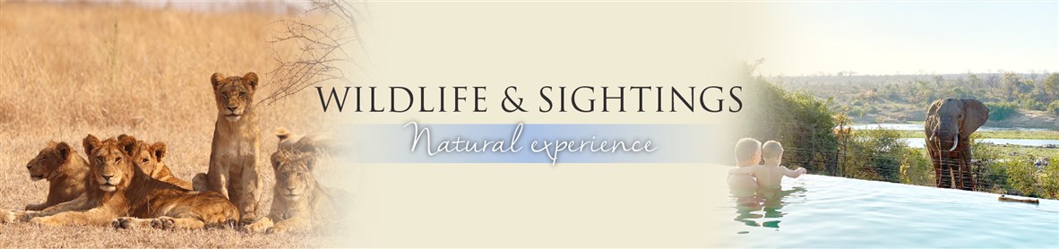 Jacana River Lodge — lodge detail