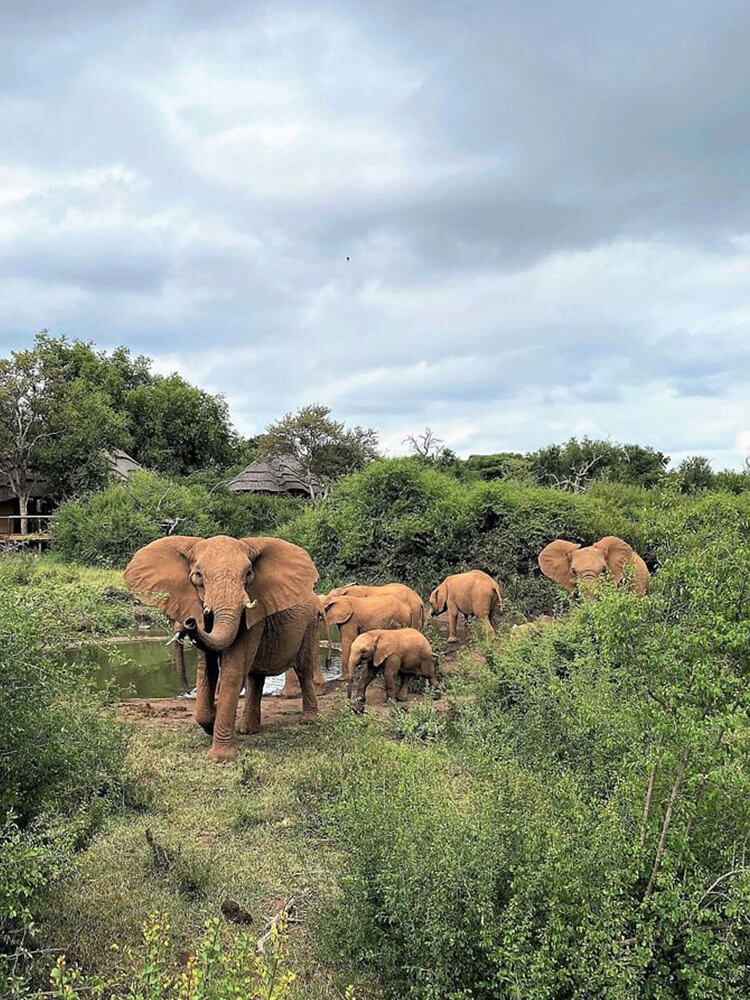 Motswiri Private Lodge — suite and interior